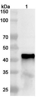 Influenza A virus (H7N9) NA/Neuraminidase Rabbit Polyclonal Antibody