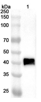 Influenza A virus (H3N8) NA/Neuraminidase Rabbit Polyclonal Antibody