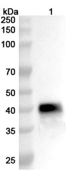 Influenza A virus (H3N2) NA/Neuraminidase Rabbit Polyclonal Antibody