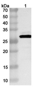 Influenza A virus (H3N2) HA/Hemagglutinin Rabbit Polyclonal Antibody