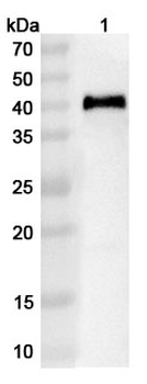 Influenza A virus (H1N1) NA/Neuraminidase Rabbit Polyclonal Antibody
