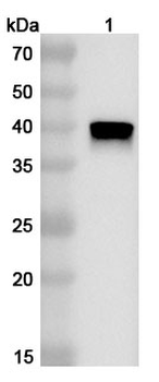 Influenza A virus (H18N11) NA/Neuraminidase Rabbit Polyclonal Antibody
