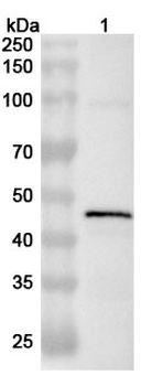 PEDV S2/Spike glycoprotein 2 Rabbit Polyclonal Antibody