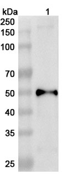 PEDV S1/Spike glycoprotein 1 Rabbit Polyclonal Antibody