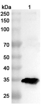 PEDV Nsp5/Mpro/3CL Rabbit Polyclonal Antibody