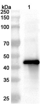 FCoV NP/Nucleoprotein Rabbit Polyclonal Antibody
