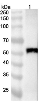 IBV S1/Spike glycoprotein 1 Rabbit Polyclonal Antibody