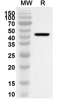 HSV-1/HHV-1 gG/US4 Rabbit Polyclonal Antibody