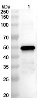EEEV Spike glycoprotein E1 Rabbit Polyclonal Antibody