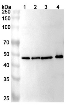 ICA1 Rabbit Polyclonal Antibody