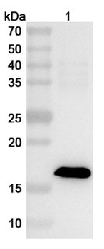 BVDV NS3/p80 Rabbit Polyclonal Antibody