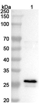 MARV VP24/Marburg VP24 Rabbit Polyclonal Antibody