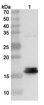 FPV Capsid protein VP1 Rabbit Polyclonal Antibody