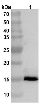 ASFV EP153R Rabbit Polyclonal Antibody
