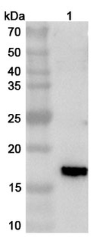 ASFV EP402R Rabbit Polyclonal Antibody