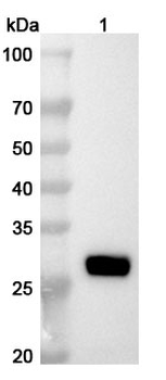 ASFV MGF_360-4L Rabbit Polyclonal Antibody