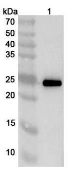 ASFV E248R/Ba71V-132 Rabbit Polyclonal Antibody