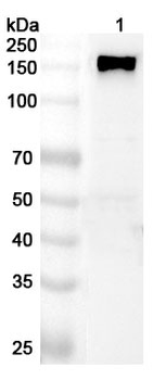 Rat CD13/ANPEP/APN Rabbit Polyclonal Antibody