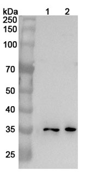 TNFSF9/4-1BBL Rabbit Polyclonal Antibody