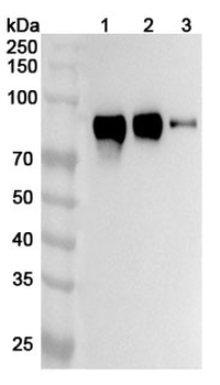 CD172a/SIRPA Rabbit Polyclonal Antibody