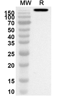 DNASE1L2 Rabbit Polyclonal Antibody