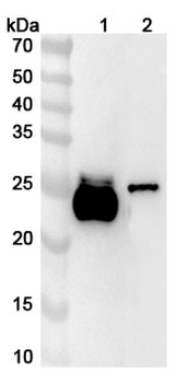 Lambda light chain Rabbit Polyclonal Antibody