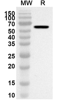 MSX1 Rabbit Polyclonal Antibody