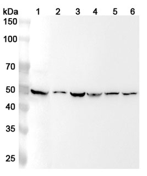 HAPLN1 Rabbit Polyclonal Antibody