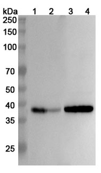 SYP/Synaptophysin Rabbit Polyclonal Antibody