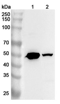 ESRRB Rabbit Polyclonal Antibody