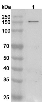 SMC2 Rabbit Polyclonal Antibody