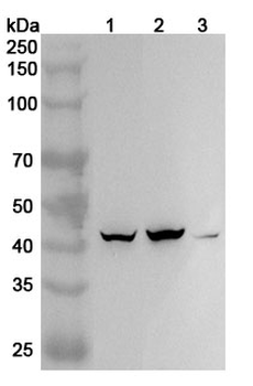 TBX19 Rabbit Polyclonal Antibody