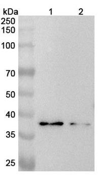 CACNG3 Rabbit Polyclonal Antibody