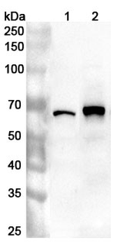 PLRG1 Rabbit Polyclonal Antibody
