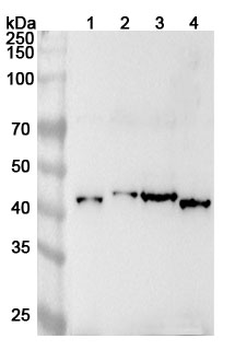 EIF3F Rabbit Polyclonal Antibody