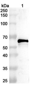 HPV18 L1/Major capsid protein L1 Rabbit Polyclonal Antibody