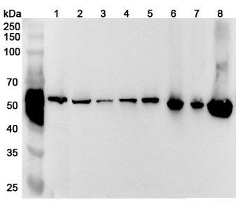 SHMT1 Rabbit Polyclonal Antibody