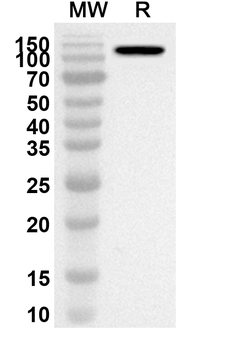 POLQ Rabbit Polyclonal Antibody