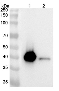 SFTPD Rabbit Polyclonal Antibody