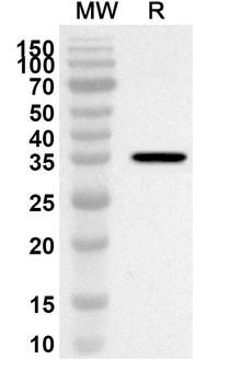 IGFBP4 Rabbit Polyclonal Antibody