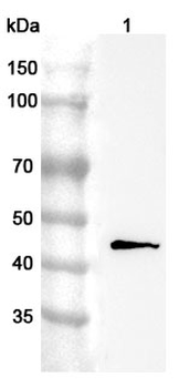 GDF7 Rabbit Polyclonal Antibody