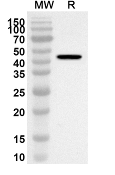 CLEC11A Rabbit Polyclonal Antibody