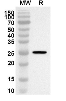 SIGLEC15 Rabbit Polyclonal Antibody