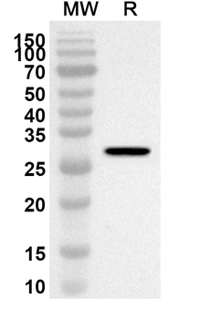 E2F7 Rabbit Polyclonal Antibody