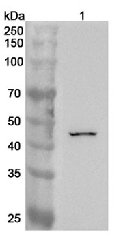 DUSP7 Rabbit Polyclonal Antibody