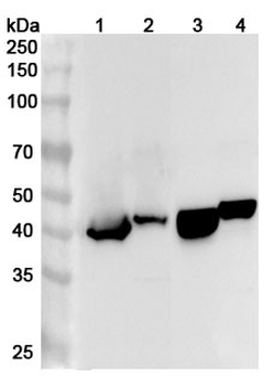 GATM Rabbit Polyclonal Antibody