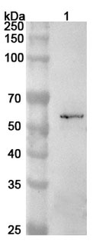 ETS1 Rabbit Polyclonal Antibody