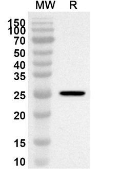 HNRNPL Rabbit Polyclonal Antibody