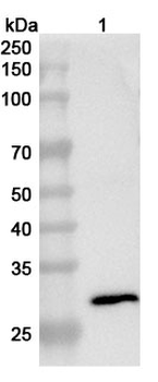 BVDV E2 glycoprotein Rabbit Polyclonal Antibody