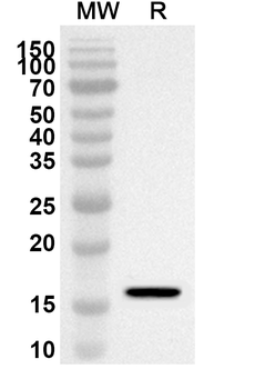 PEDV Spike glycoprotein (RBD) Rabbit Polyclonal Antibody